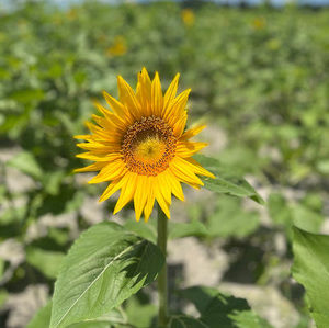 Meet your Posher, Audrey